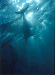 photo of a dolphin