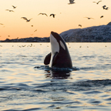 photo of an orca whale